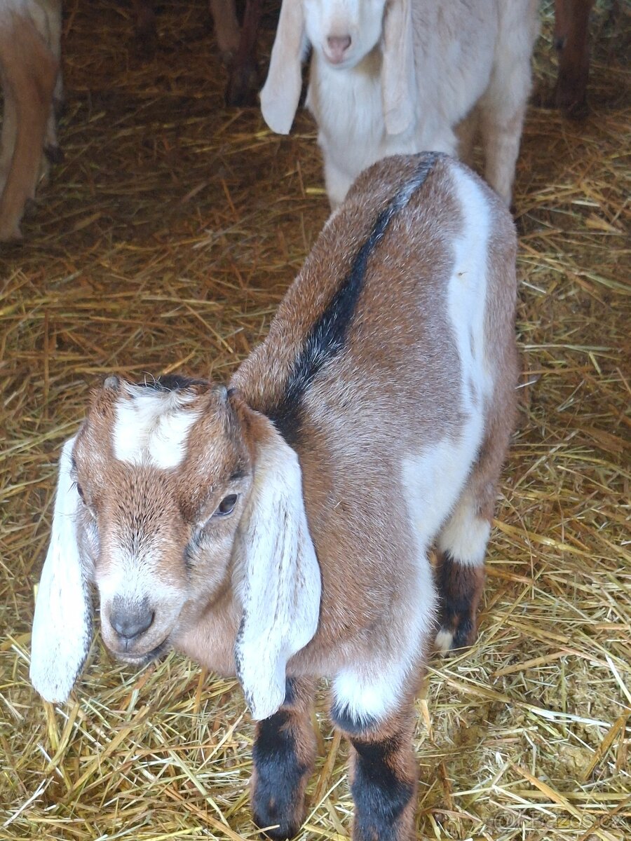 Kůzlata - 7