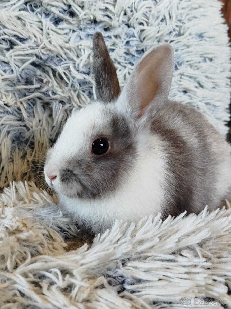Zakrslý králík - 7
