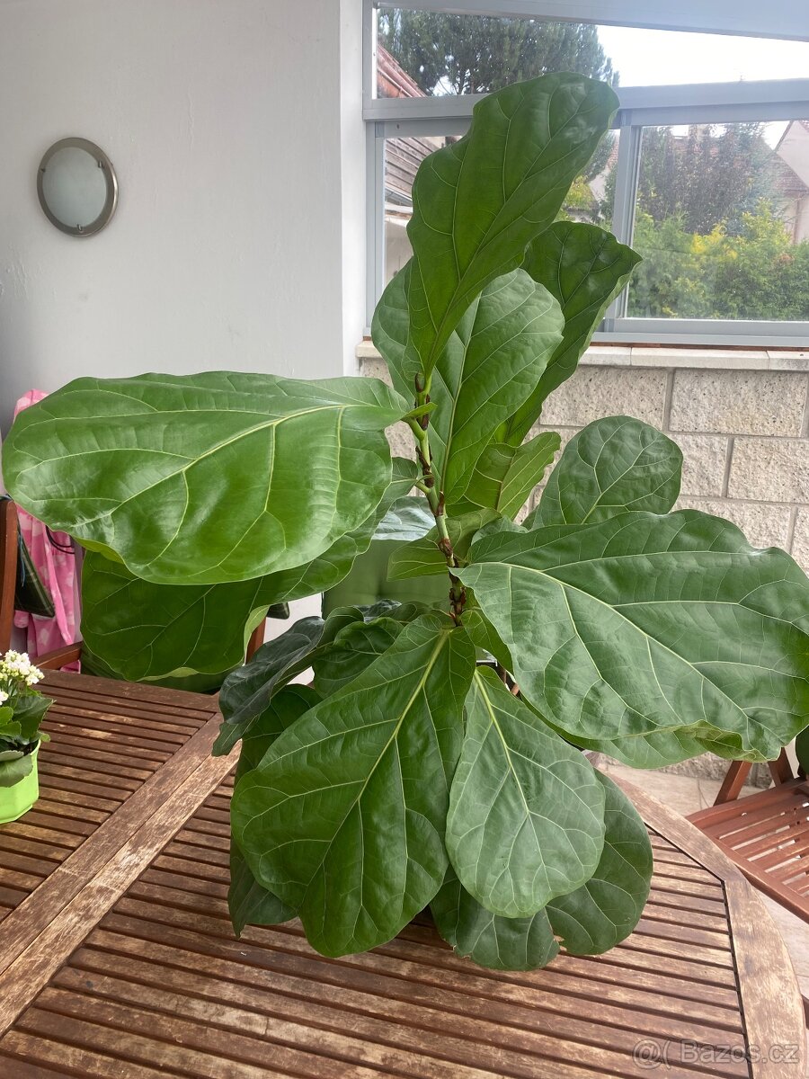 Fíkus Lyrata 120 cm, pokojová rostlina. - 7