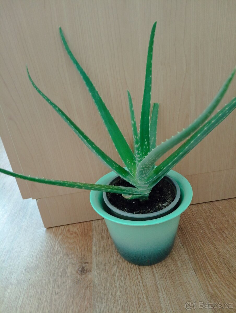 Aloe vera - 7