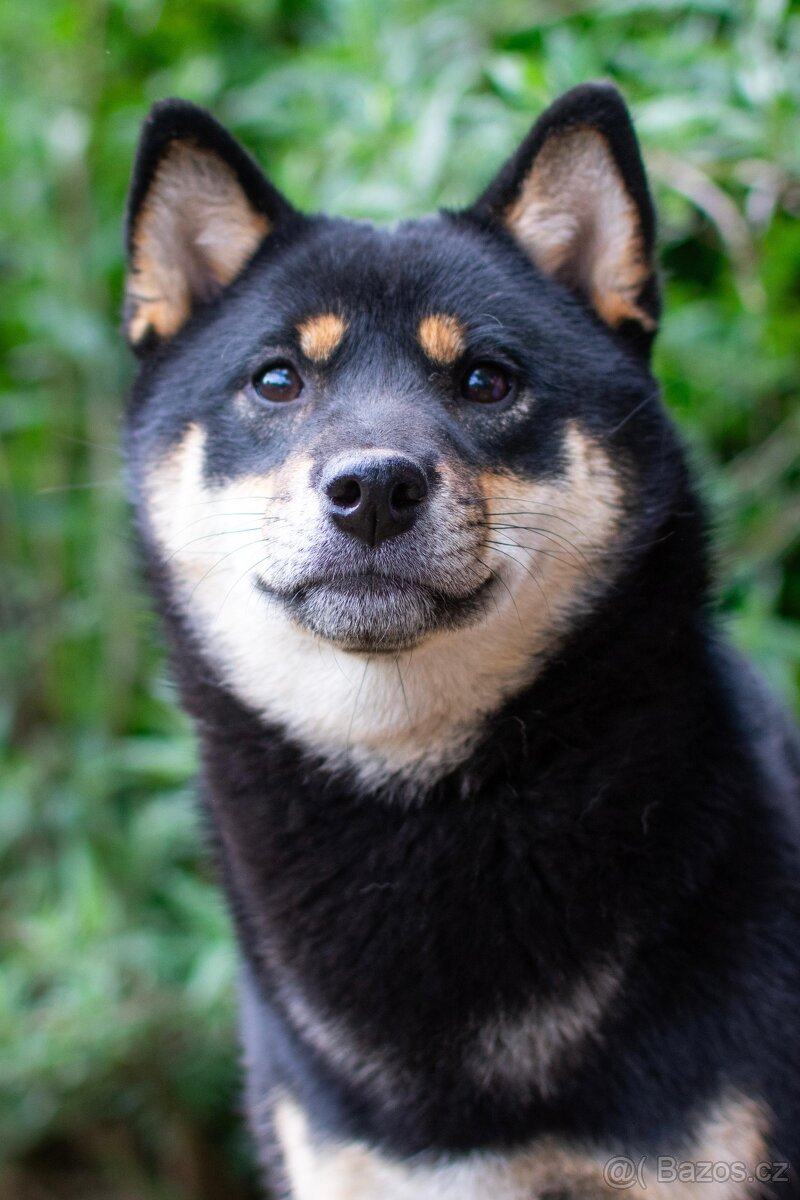 Nabídka kryti- Shiba inu s FCI PP - 7