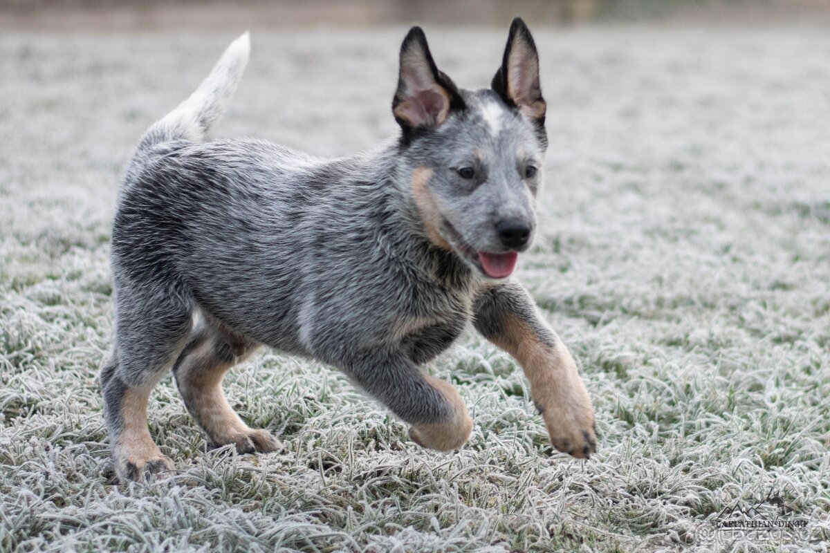 Australský honácký pes - s PP - 7