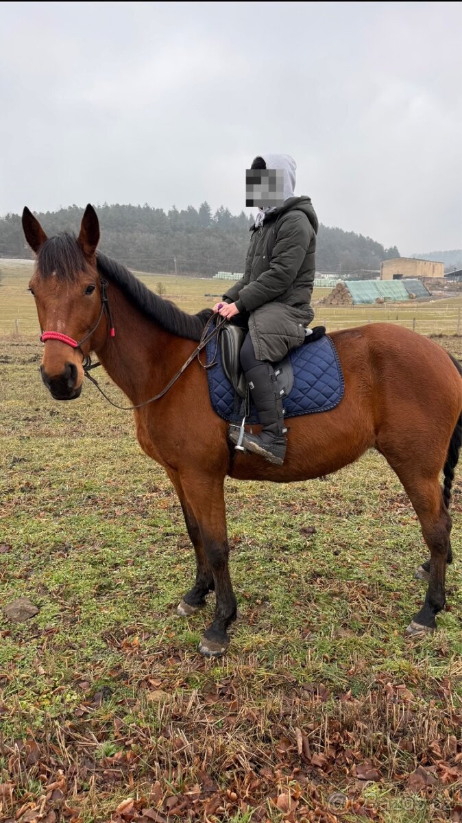 13 letá kobylka am. klusáka - 7