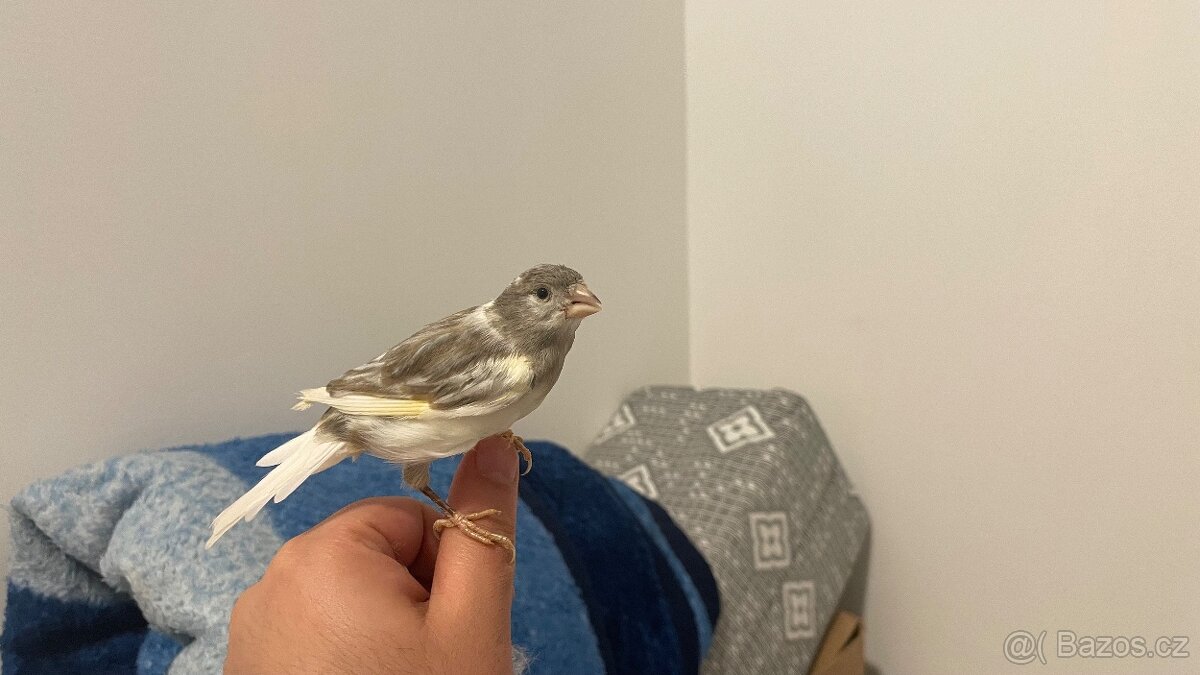 Prodám kanárka samička - 7
