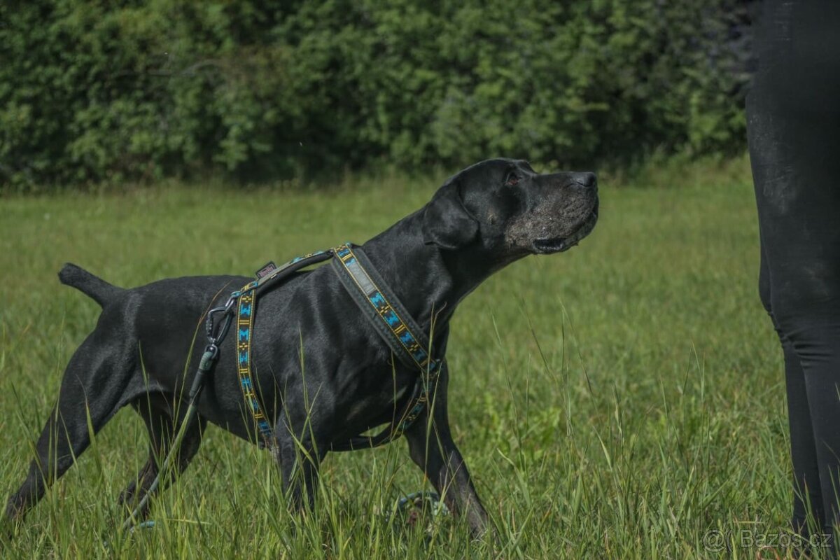 Louisiánský leopardí pes s PP - 7