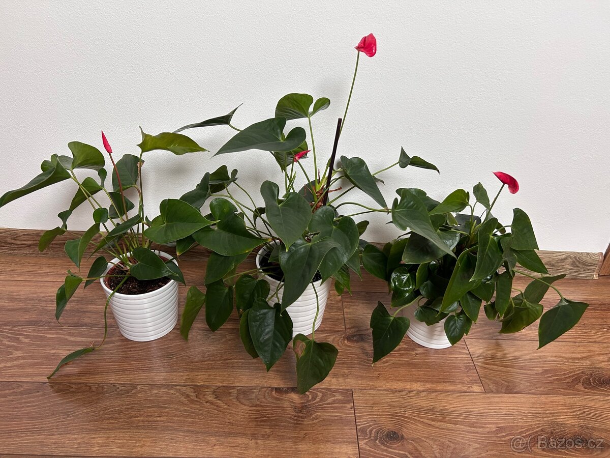 Rostliny pokojové pepřinec banán anturie aglaonema - 7