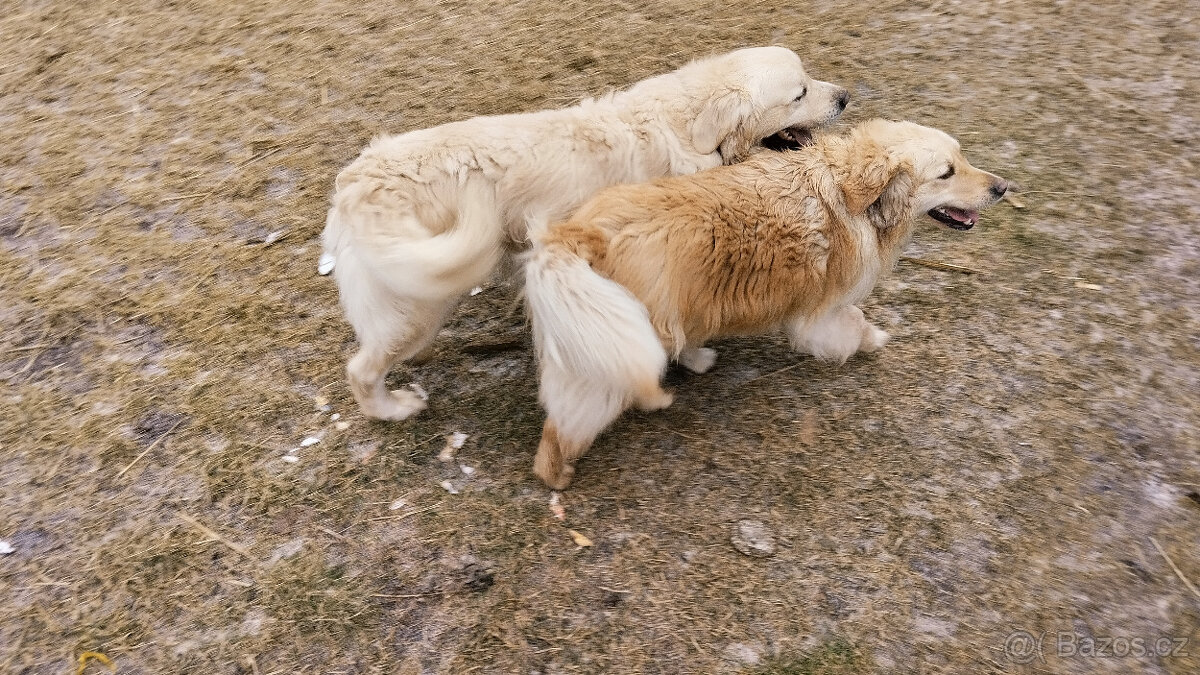 Zlatý retrívr - 7