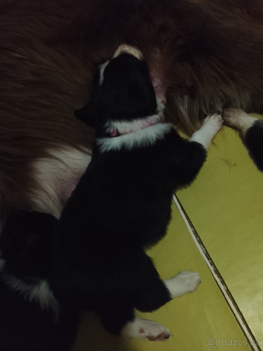 Border kolie štěně - 7