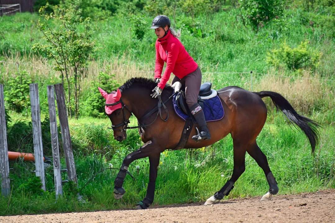 2 léta kobyla teplokrevník - 7