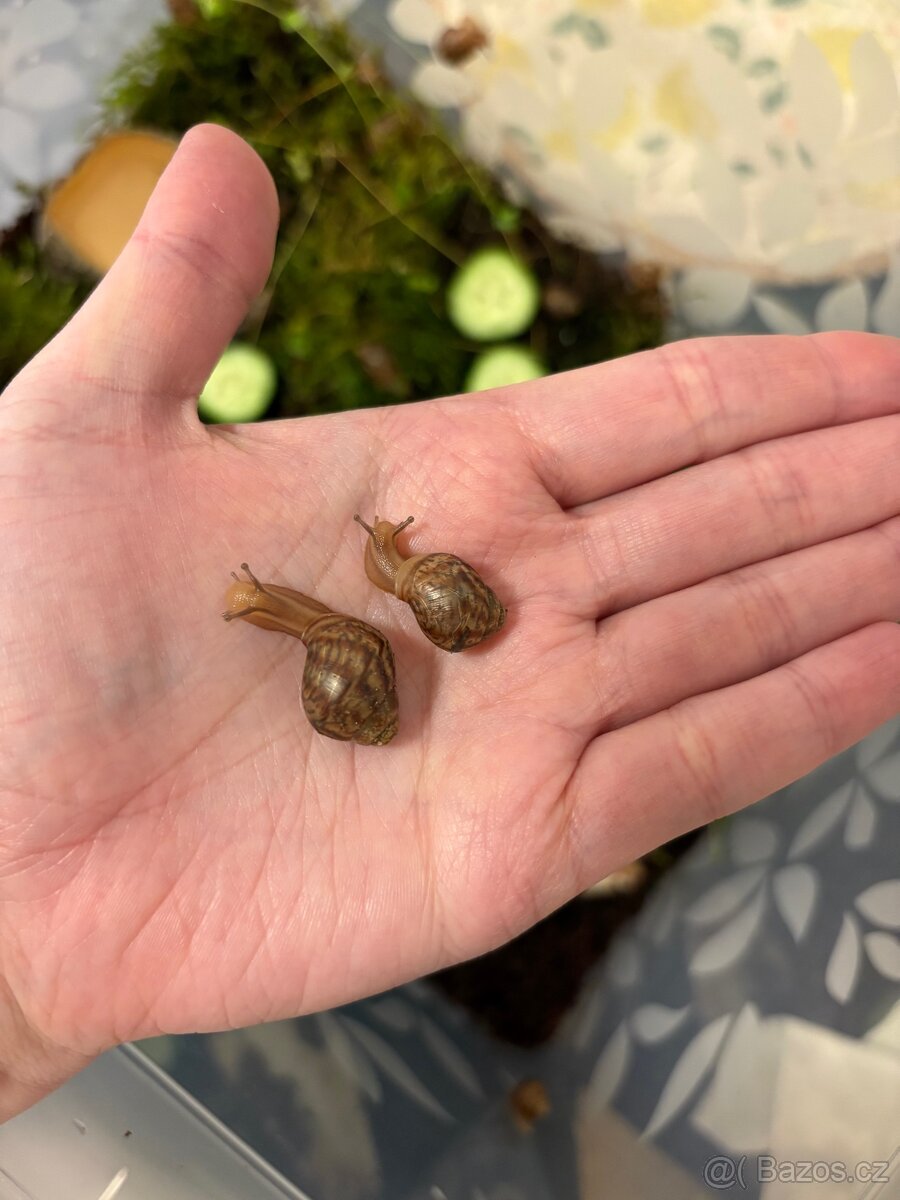 Africký šnek - 7