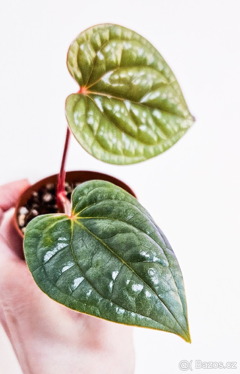 Anthurium Luxurians raritka - 7