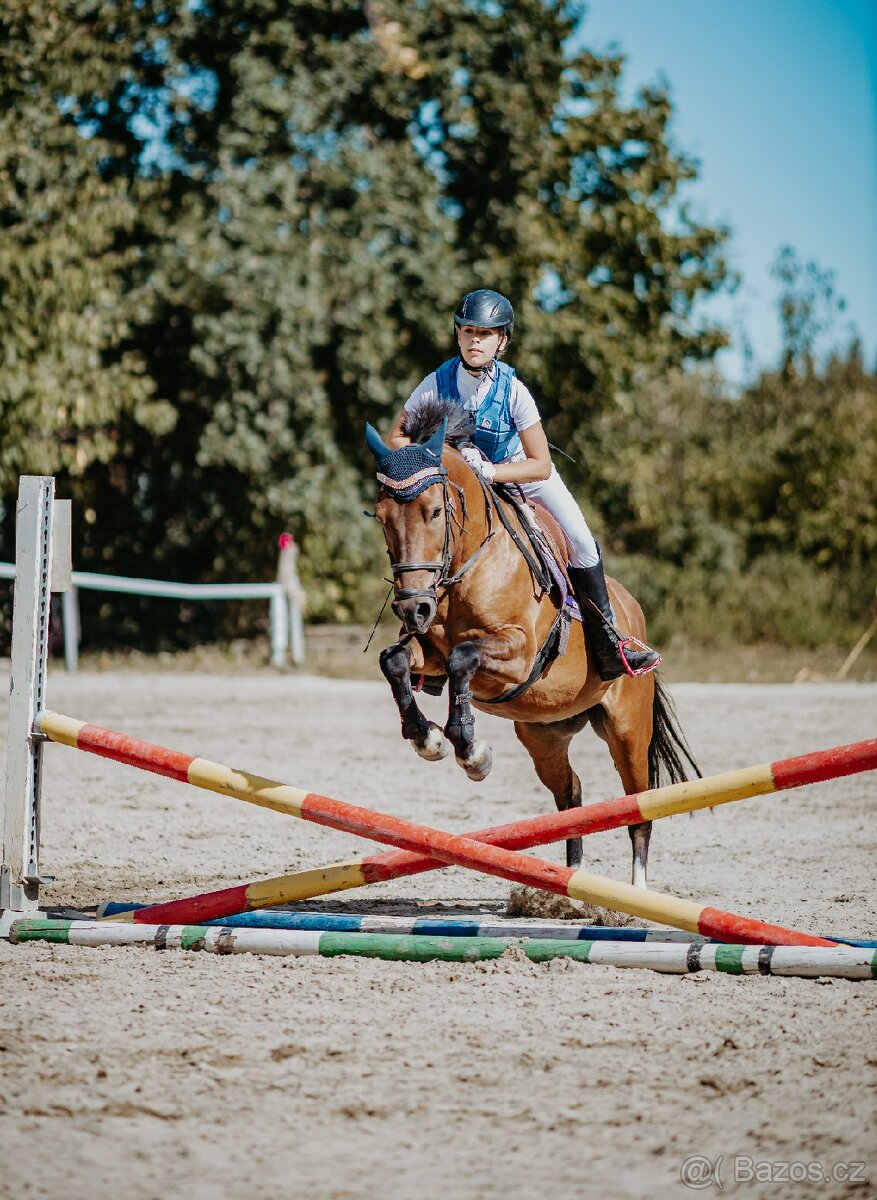 Charakterni valášek Hucul - 7