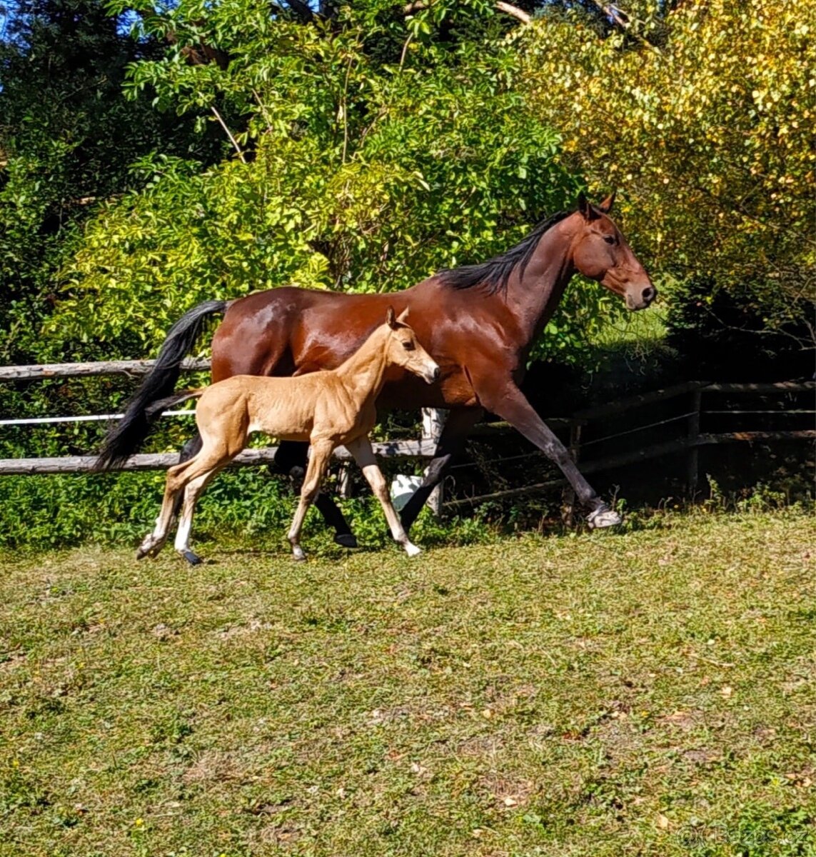 PASOVÁNÍ botiček Scoot Boots : - 7