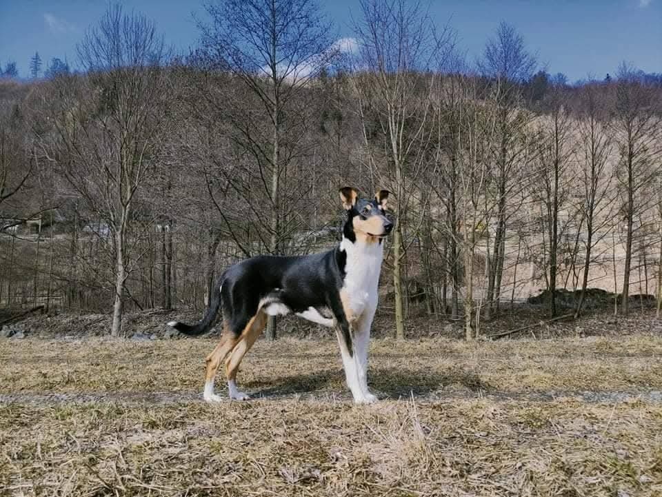 Krátkosrstá kolie s PP - 7