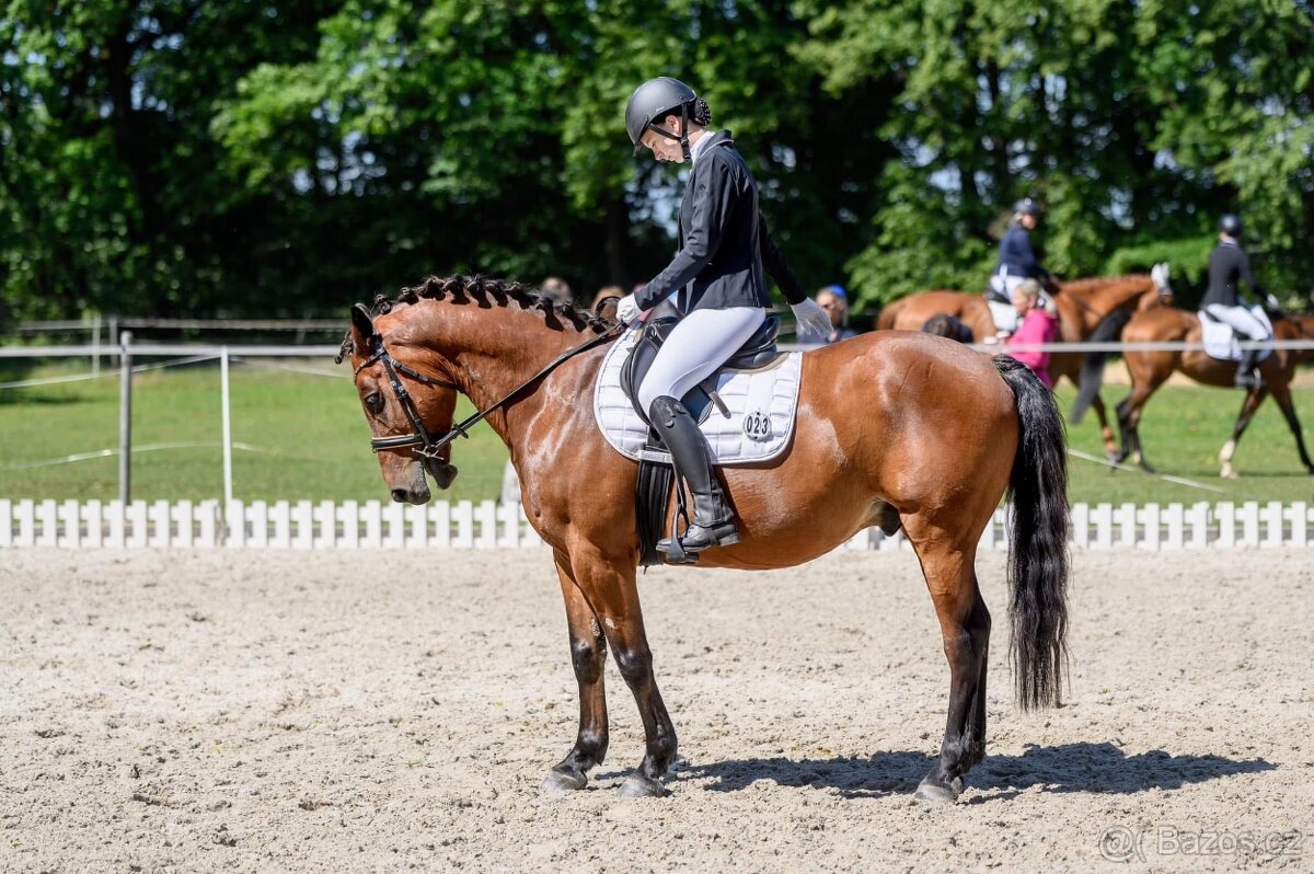 Valach na rekreaci slovensky športový pony 150vkh - 7