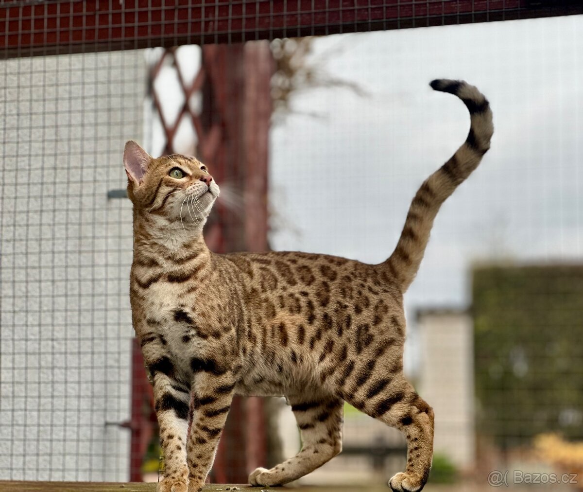 Bengálská kočka s PP - 7