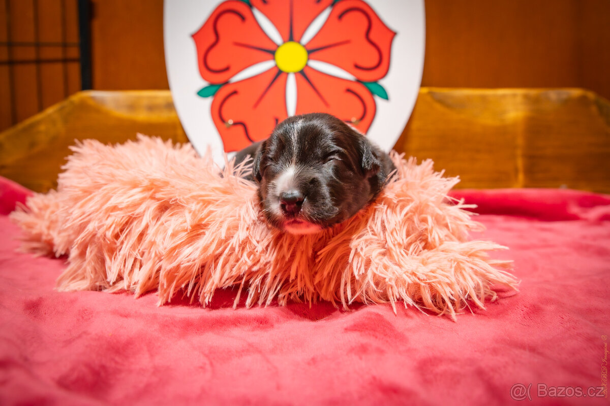 Border kolie s PP: - 7