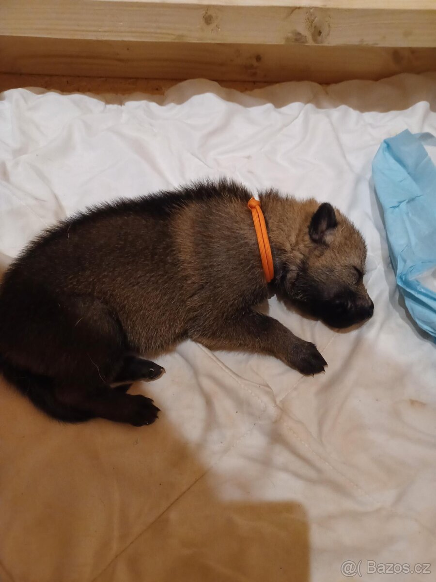 Štěňata československého vlčáka s PP - 7