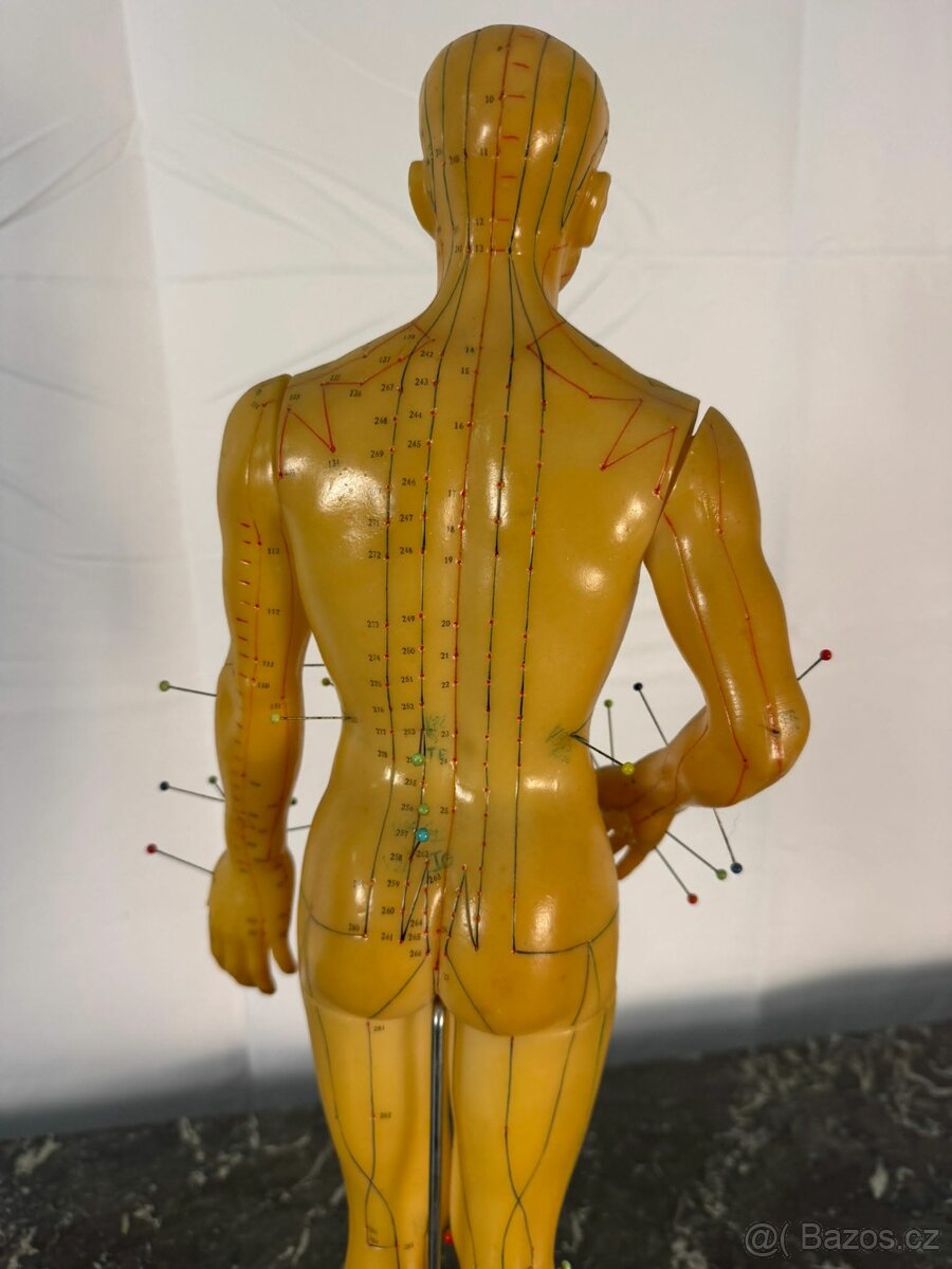 Akupunkturní model (520006) - 7