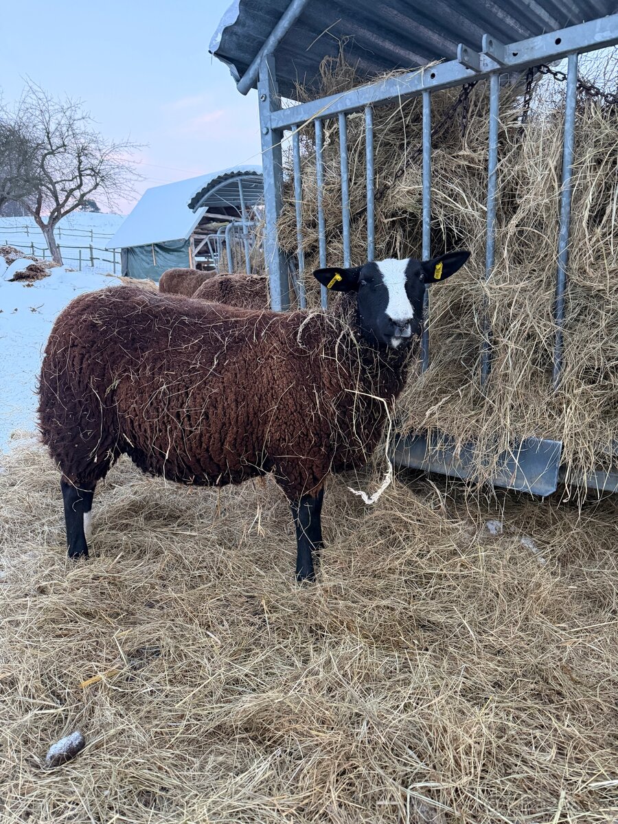 Ovečky Zwartbles - 7