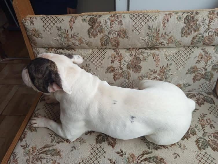 francouzský buldoček - 7