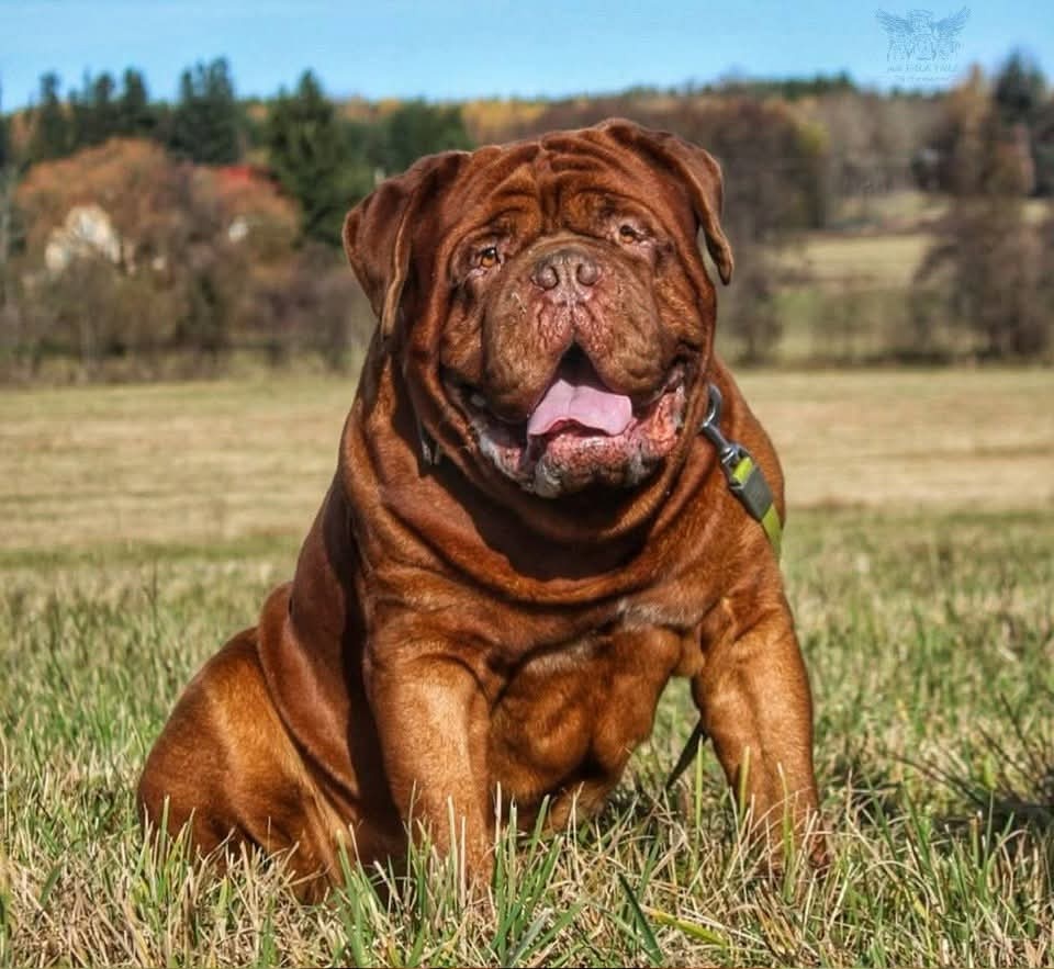 Bordeauxská doga s PP - 7