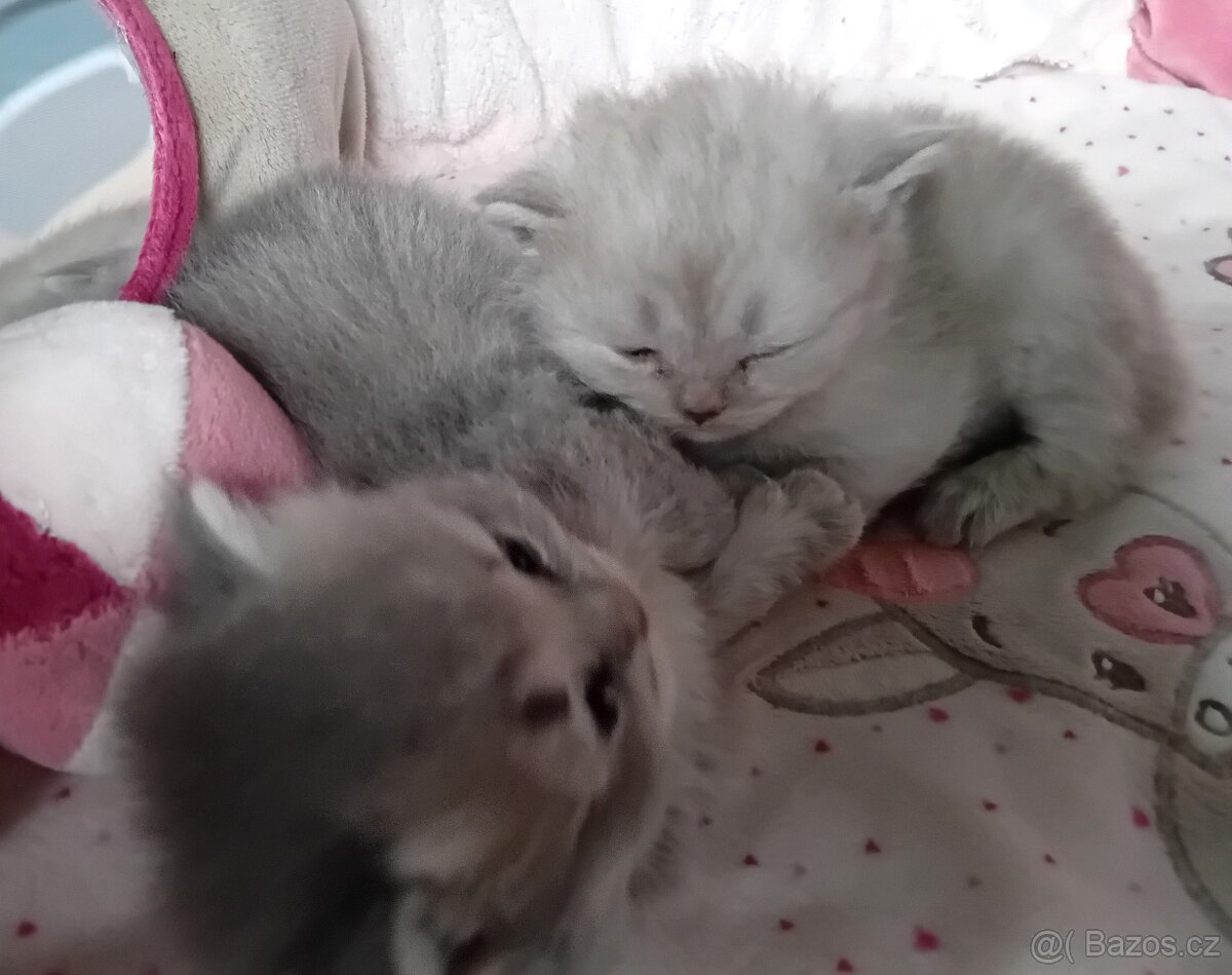 Britská koťátka s PP - 7