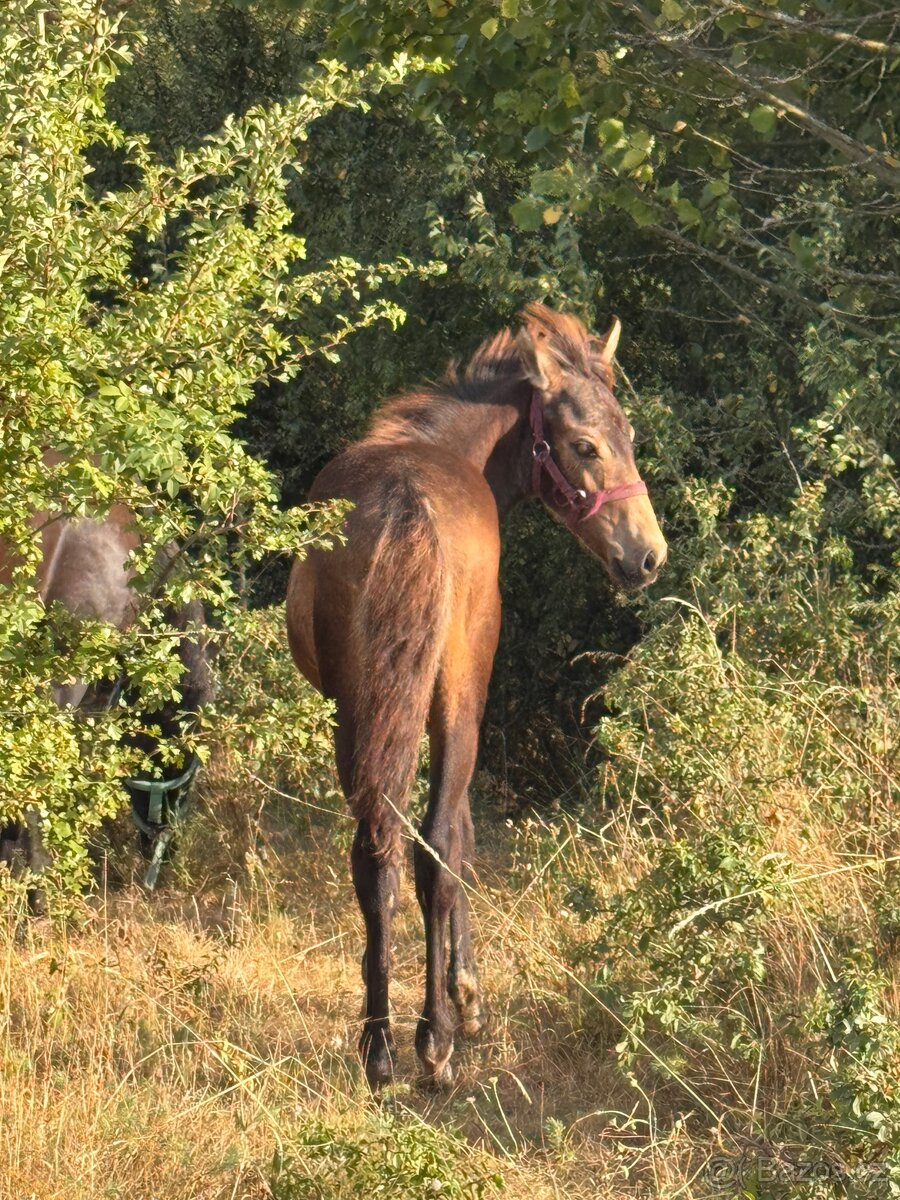 Hřebeček odstavce - 7