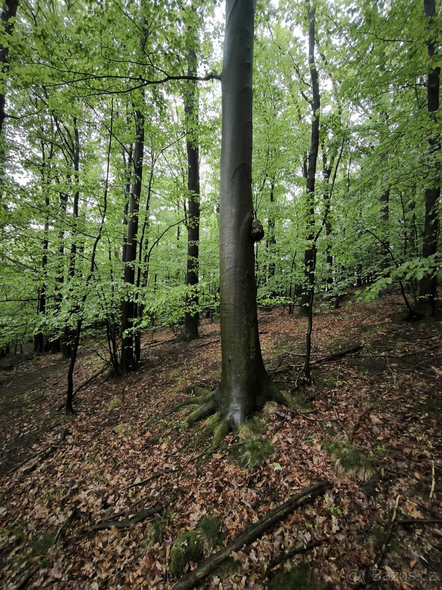 Fotka 7 z 15