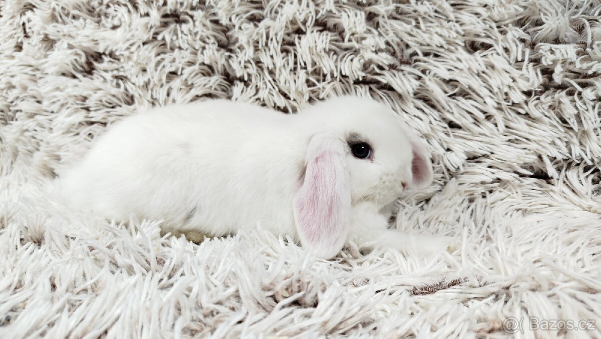 Zakrslý beránek, králíček, králík - FILIP - 7