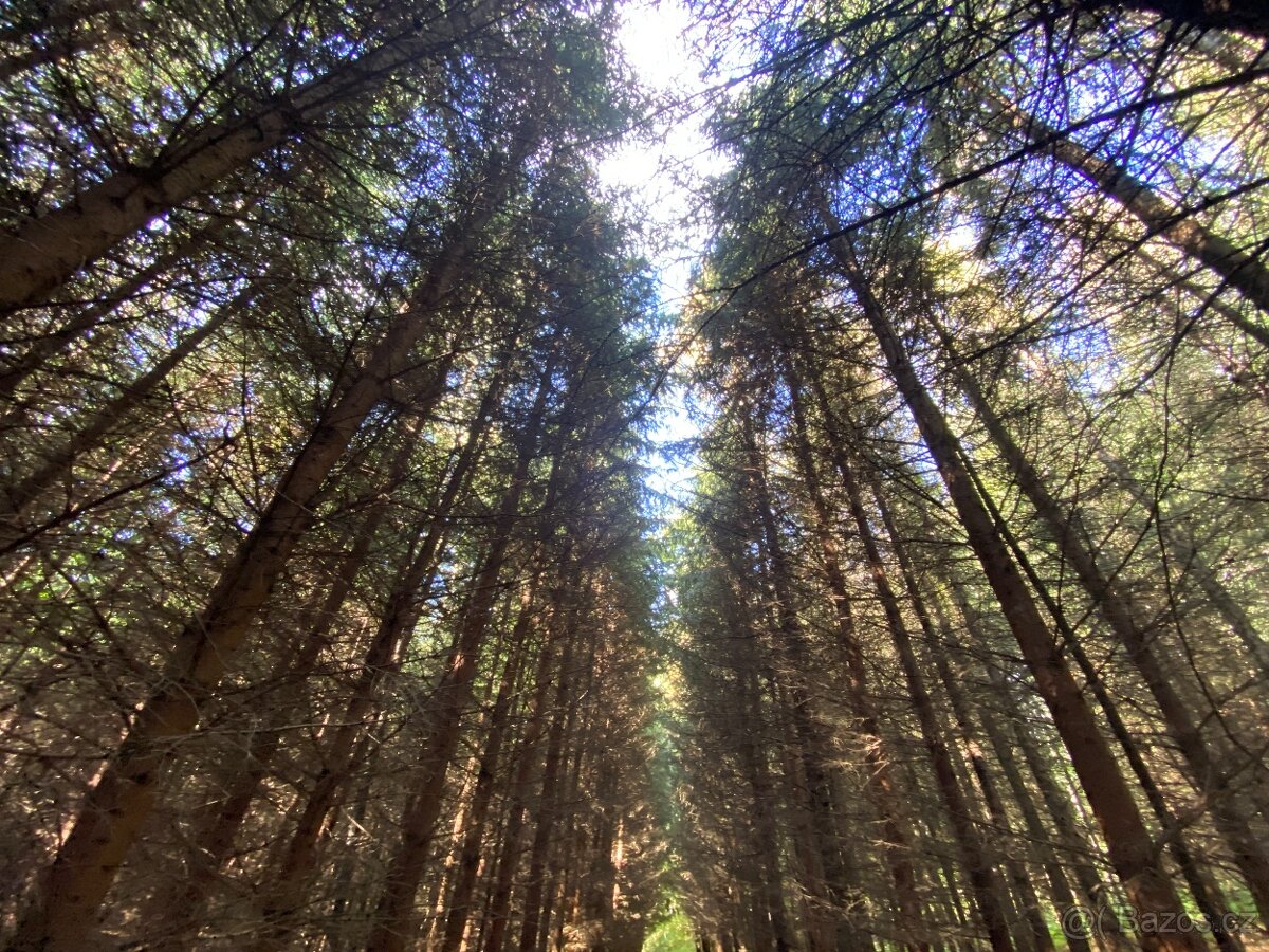 Lesní pozemek a pozemek ostatní plocha Horní Lánov - 7