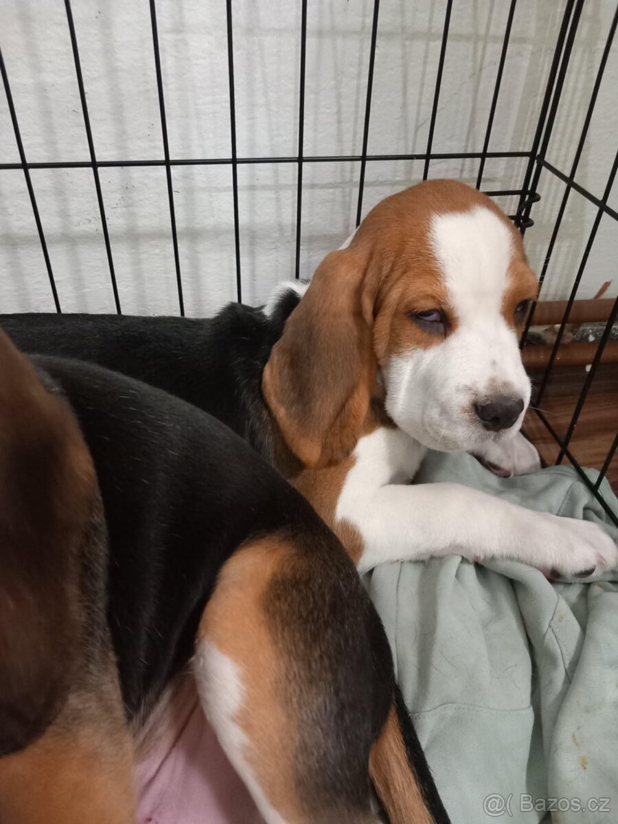 štěňátka bígla - 7