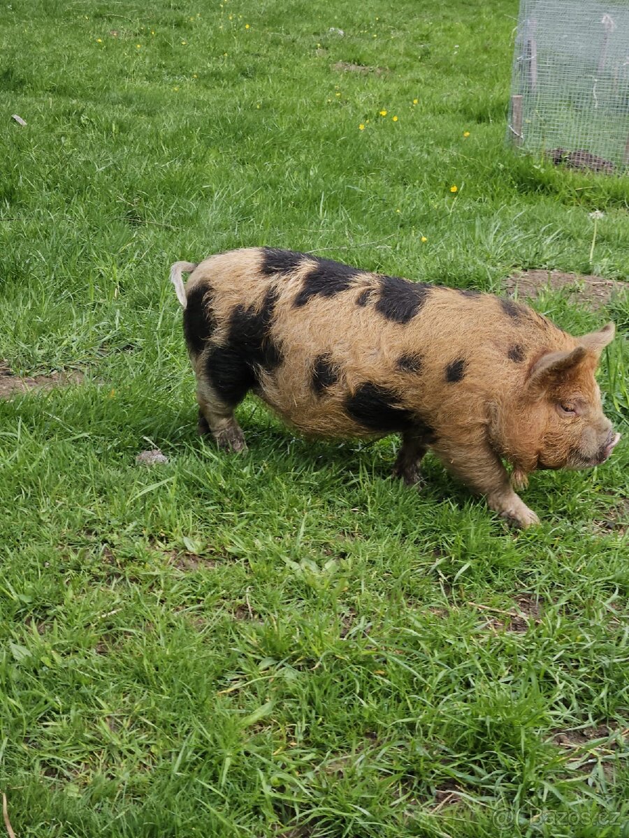 Selata kune kune - 7