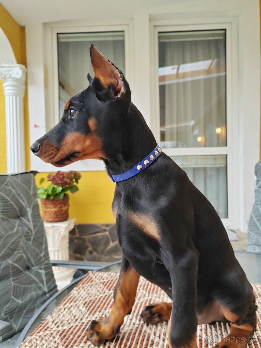 Doberman šteniatka s PP - 7
