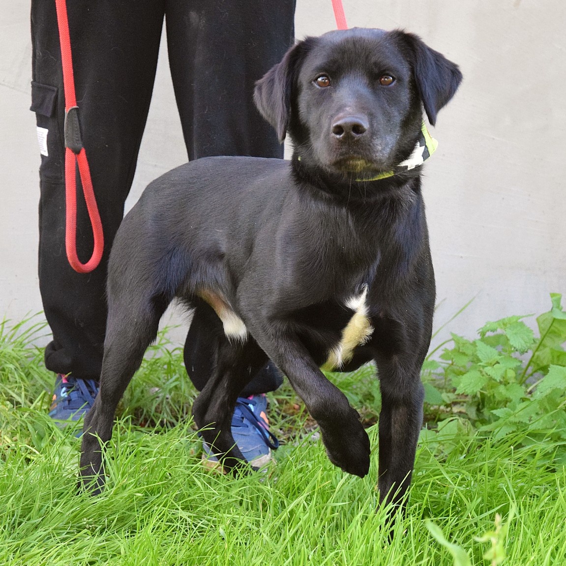 đź’“ Ducan – krásnĂ˝ ÄŤernĂ˝ bojovnĂk s velkĂ˝m srdcem - 7