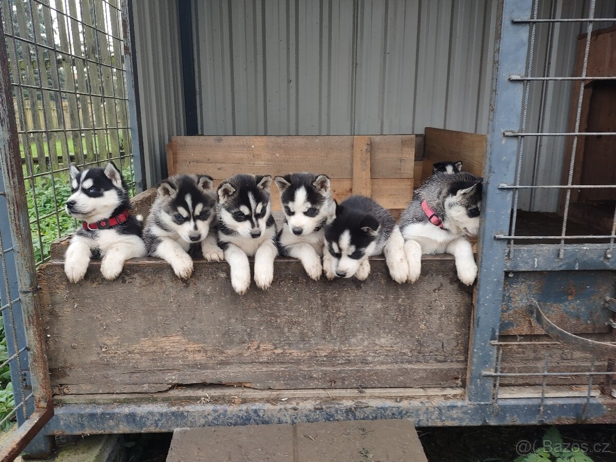 Sibiřský husky - 7