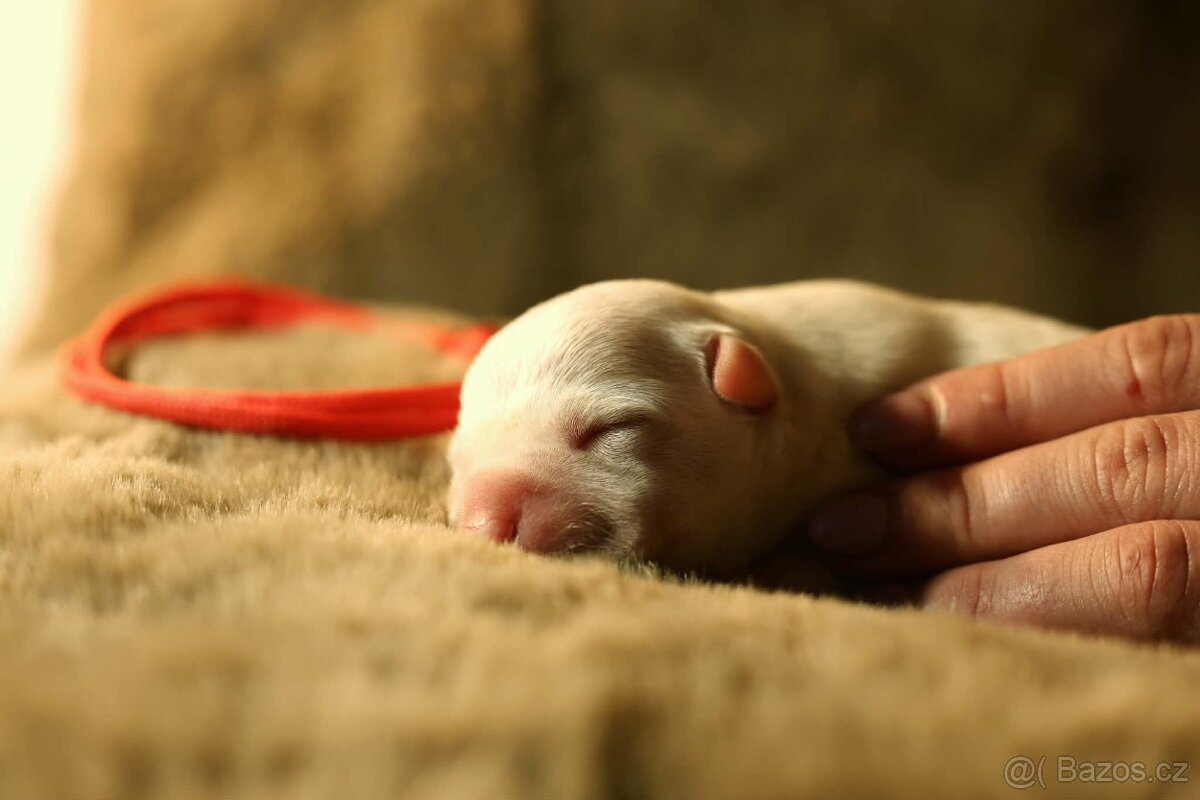 Americký stafordšírský teriér - štěňátka s PP - 7