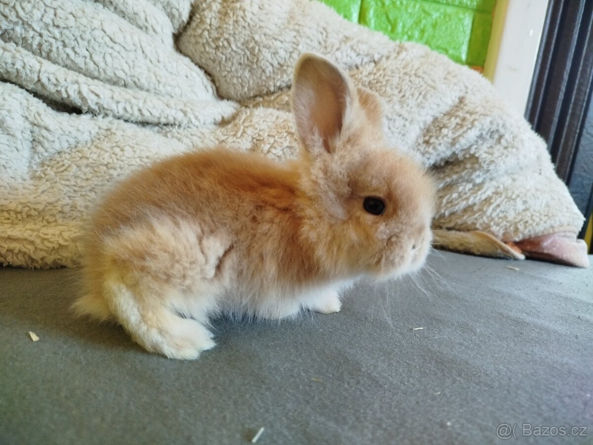 Králíčci - 7