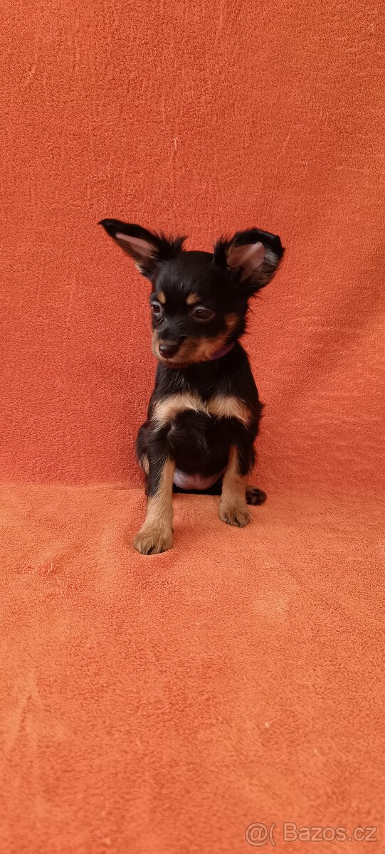 Ruský toy s PP - dlouhosrstý - 7