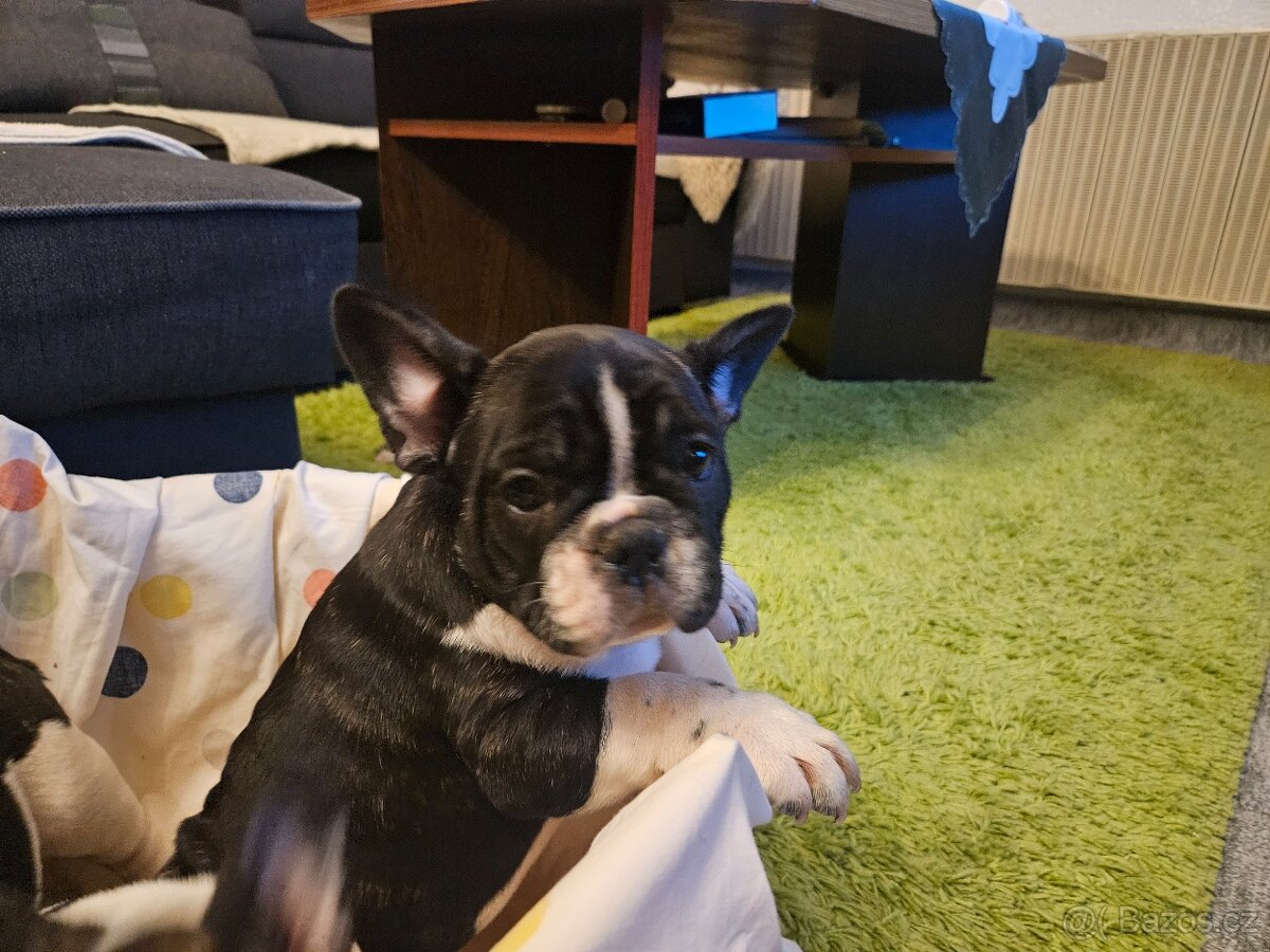 Francouzský buldoček - 7