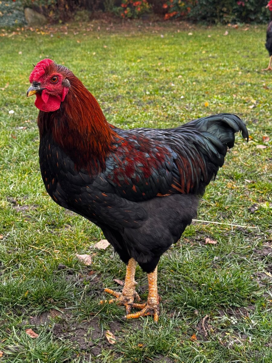 Prodám mladé kohoutky - 7