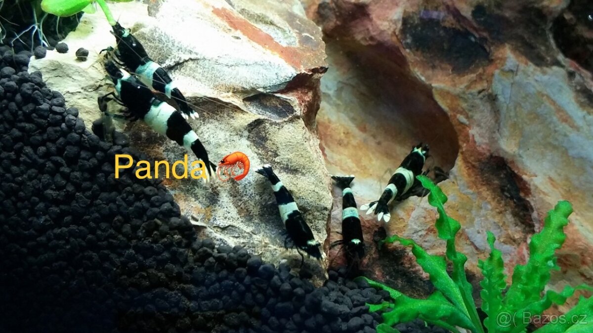 PREMIUM AKVA KREVETKY Caridina a Neocaridina -OLOMOUC - 7