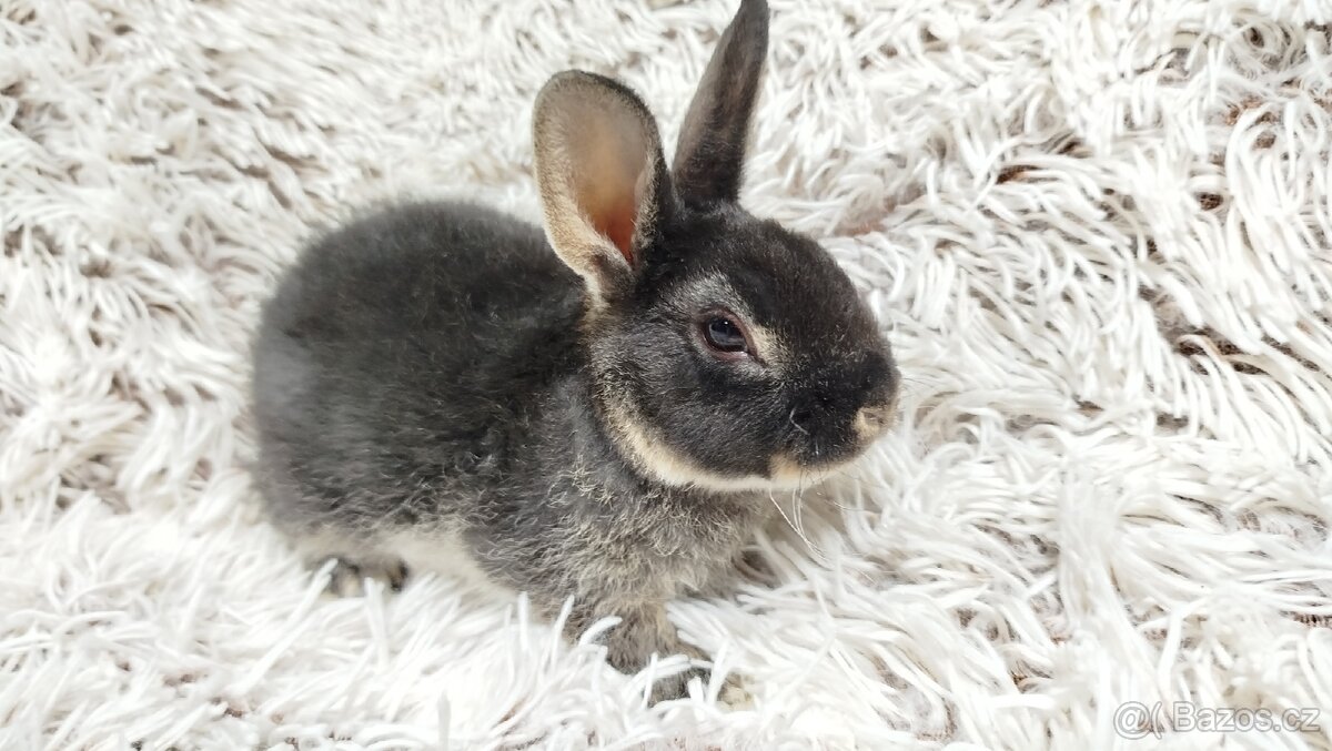 Zakrslý králík, králíček-(REX)-DAISY - 7