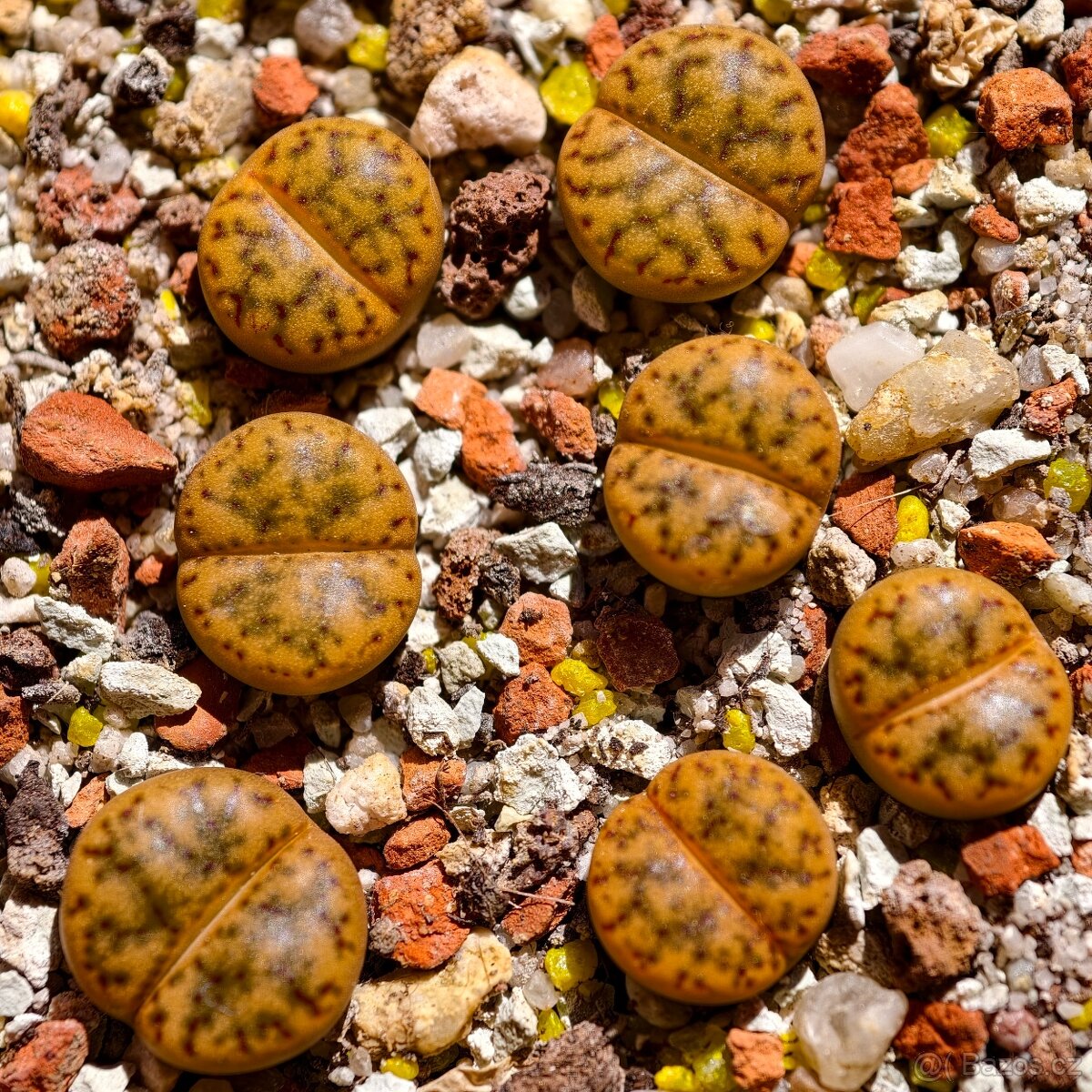 Lithops a Conophytum - 7