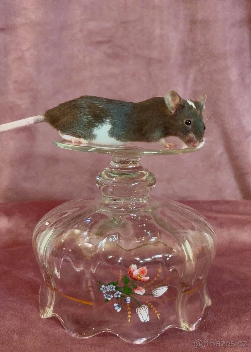 MYŠ BAREVNÁ - SPĚCHÁ - 7