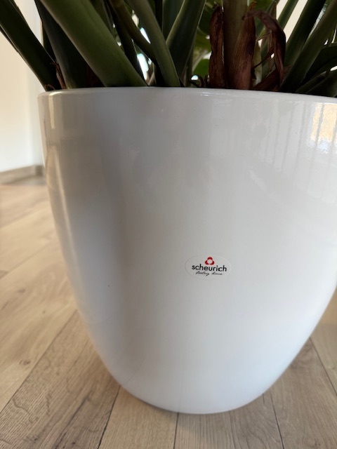 Zamioculcas výška 110 cm, průměr 150 cm - 7