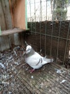 Prodam holuby giganty, americké výstavní a kalifornské - 7