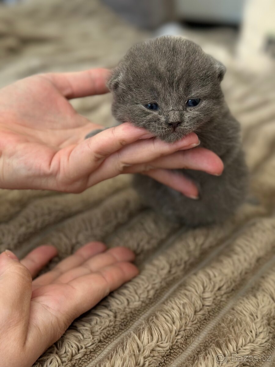 Britské koťátka whiskas - 7