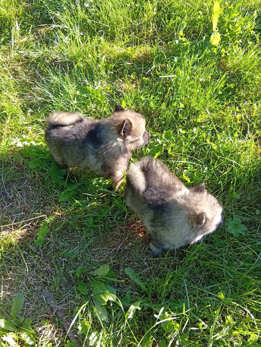 Německý špic/Pomeranian - 7