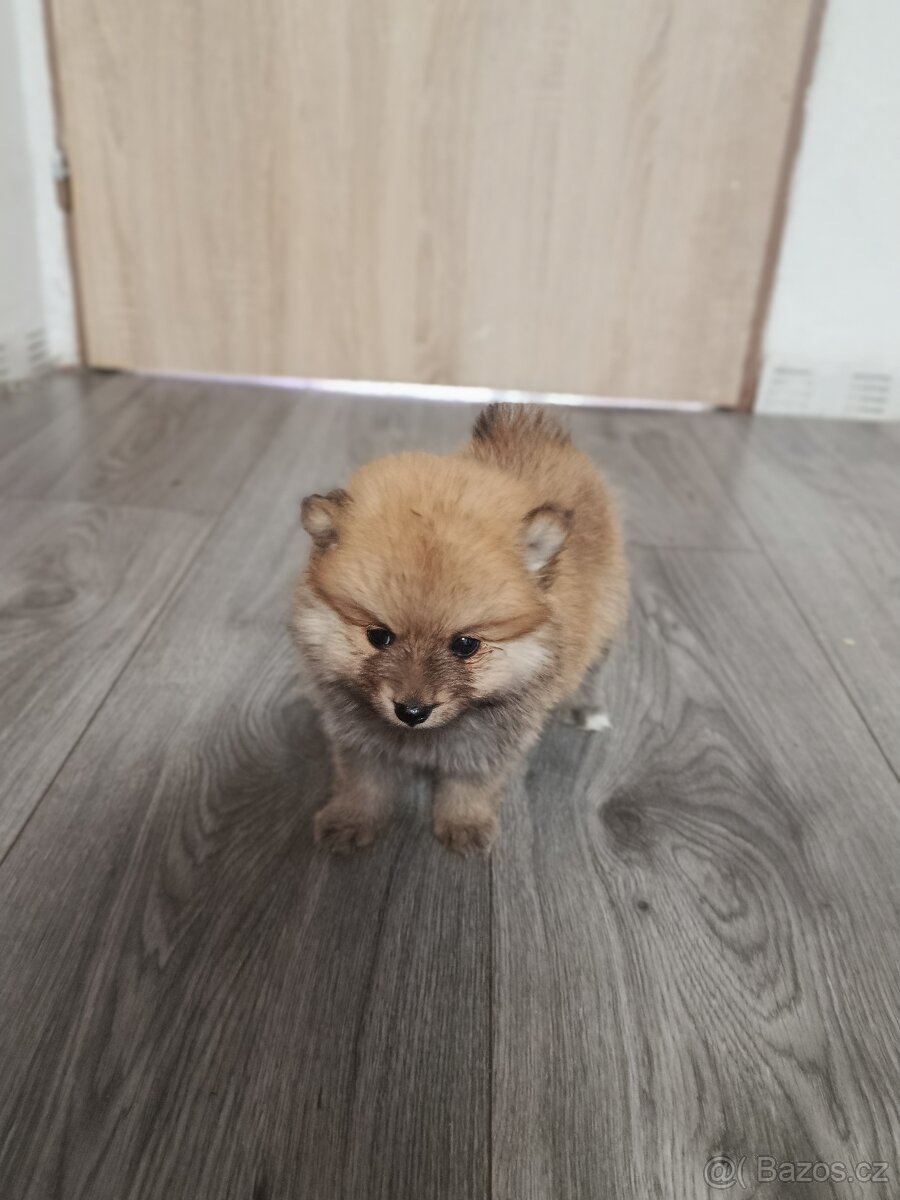 Pomeranian - 7